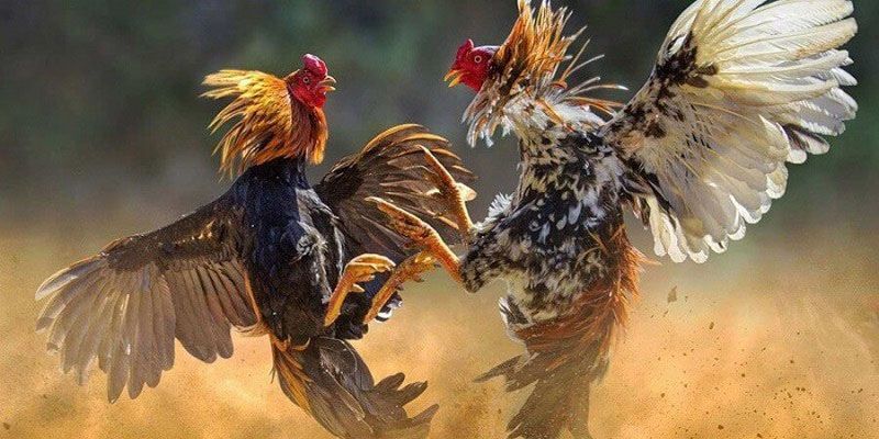 Các hình thức đá gà dự kiến có mặt tại OPEN88